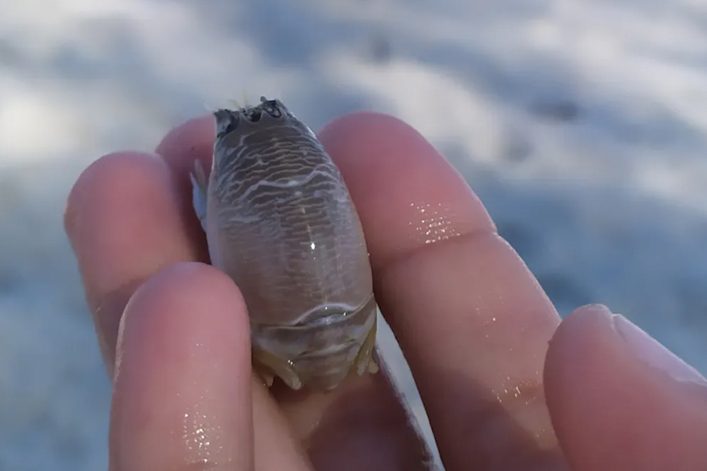 Novo sumiço dos tatuís volta a preocupar cientistas no Brasil e no mundo