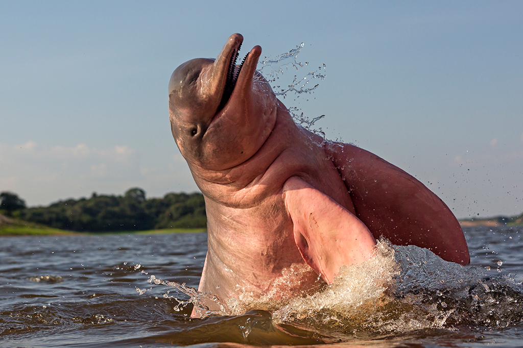 Fotografia de um Boto cor de rosa.