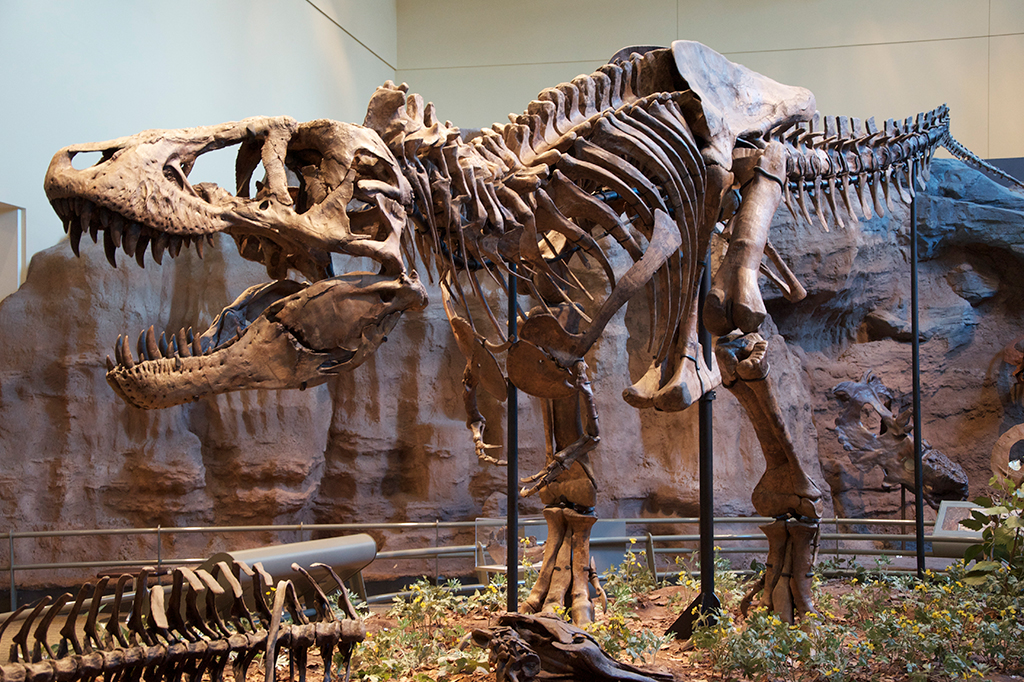 Super-ricos estão comprando fósseis de T. rex e isso está prejudicando pesquisas