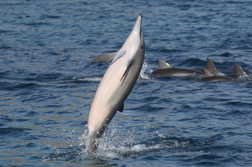 Golfinhos de Noronha têm linguagem própria. Conheça o significado das acrobacias