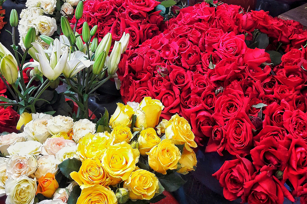 Análise genômica sugere que todas as rosas foram um dia amarelas