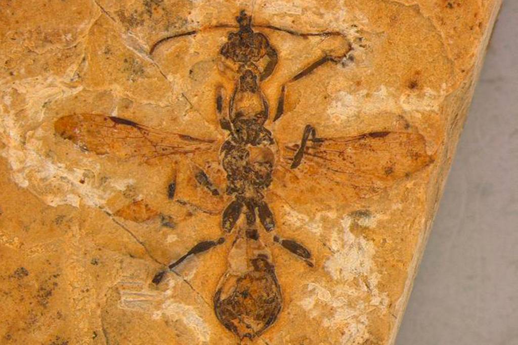 Brasileiros descobrem fóssil mais antigo de formiga, de 113 milhões de anos