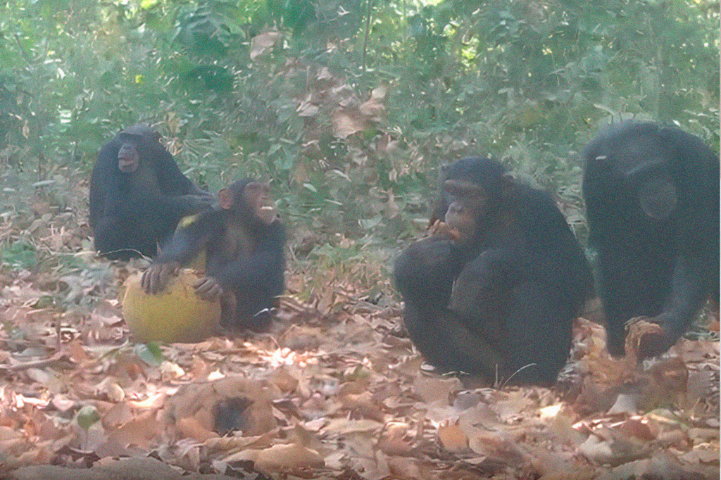Fotografia de Chimpanzés se alimentando e compartilhando frutas fermentadas de Treculia africana.