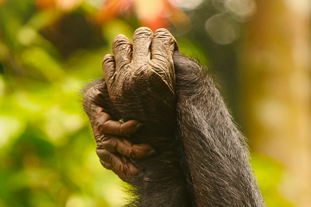 Fotografia de duas bonobos fêmeas apertam as mãos durante a limpeza, o que fortalece os laços sociais.