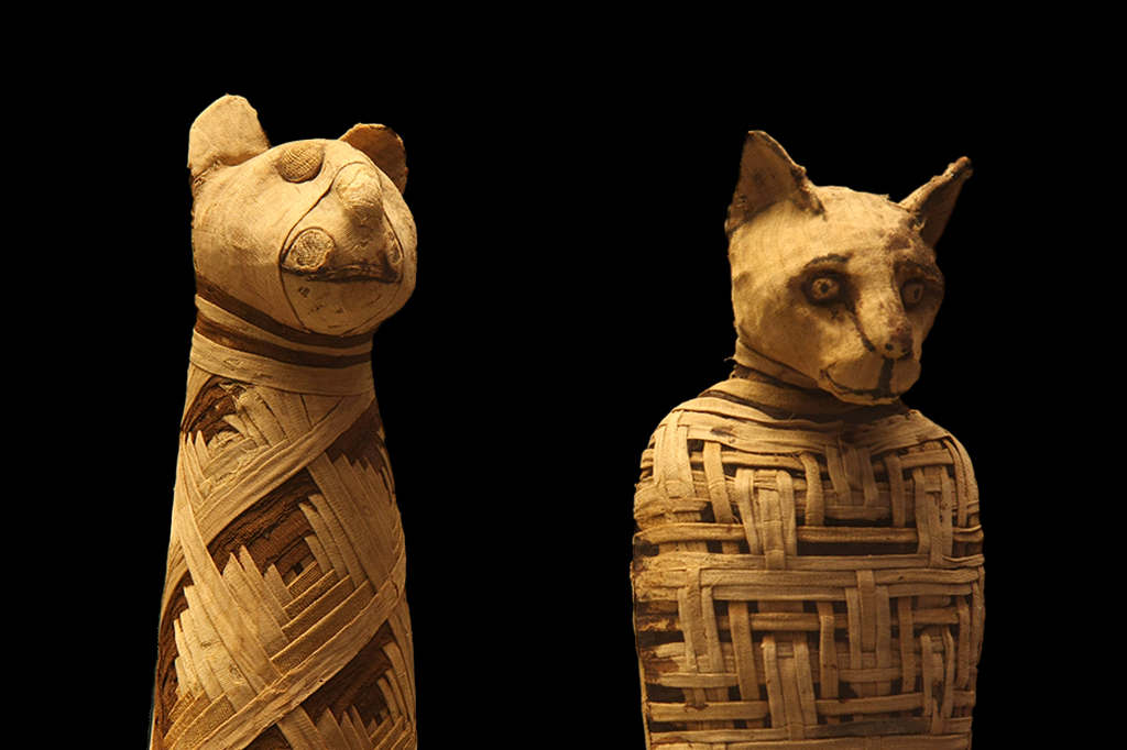 Fotografia de gatos mumificados.