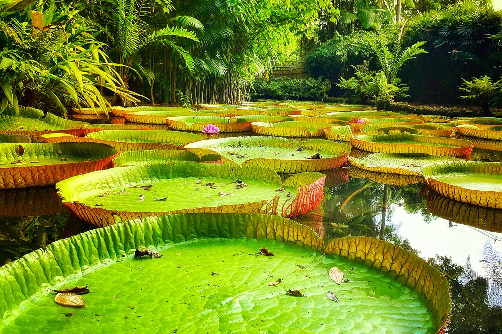 O colono espanhol que pensava que a Amazônia era o Éden