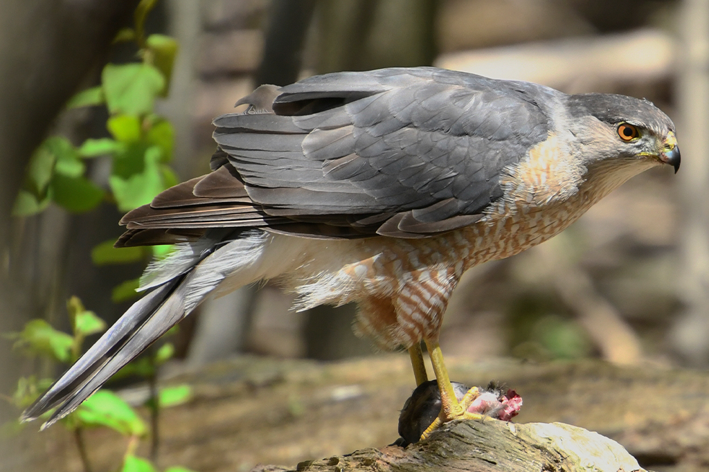 Esse gavião respeita o semáforo e usa faixas de pedestre para caçar suas presas
