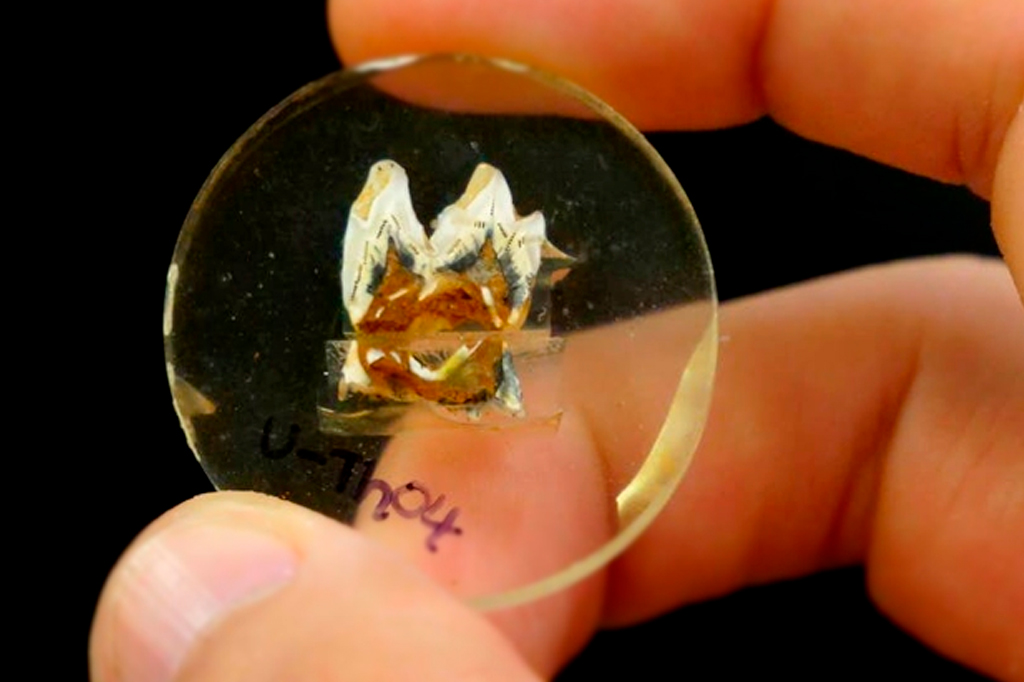 Cientistas descobrem o que causou a extinção dos cangurus-gigantes na Austrália