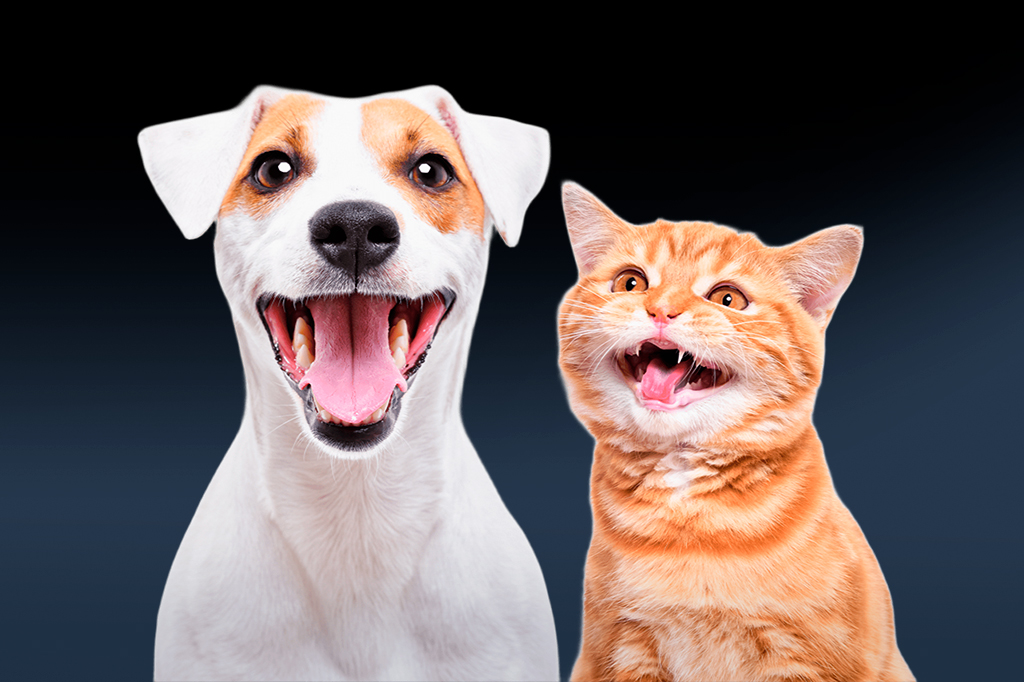 Fotografia de um cachorro e um gato sorrindo.