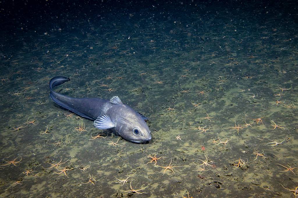 Humanidade só observou 0,001% do oceano profundo, revela estudo.