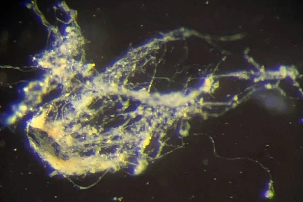 Cientistas descobrem nova bactéria que conduz energia