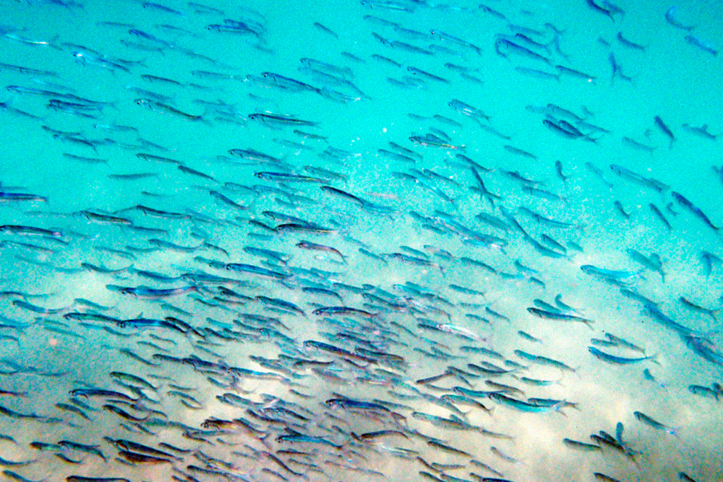 Arenques sofrem perda de memória coletiva e erram local de desova em 800 km