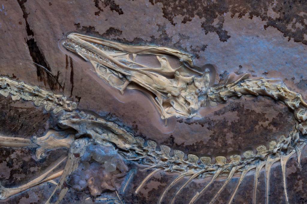 Tomografias do dino alado Archaeopteryx elucidam voos curtos das primeiras aves