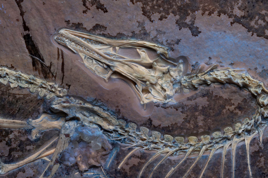 Tomografias do dino alado Archaeopteryx elucidam voos curtos das primeiras aves