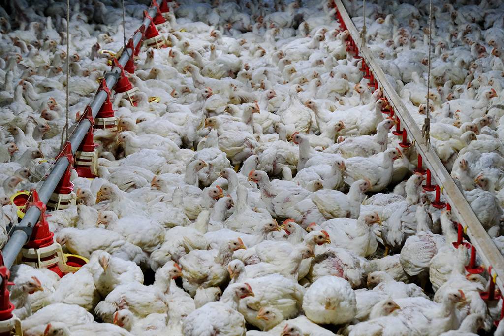 Gripe aviária: humanos podem contrair a doença?