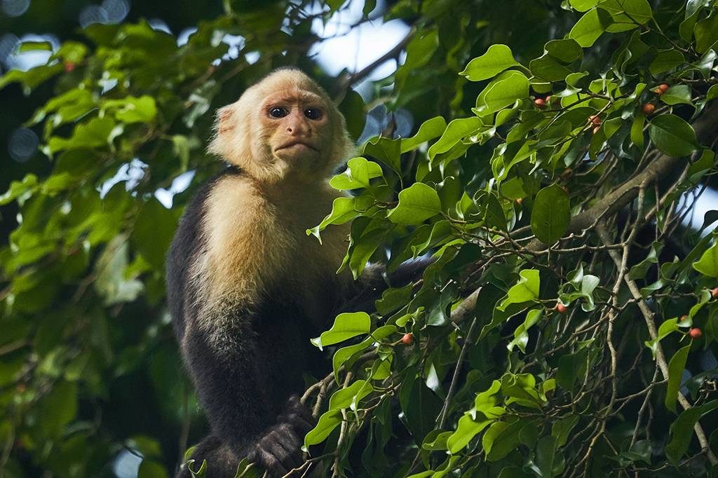 Macacos-prego adolescentes sequestram filhotes de outra espécie por puro tédio