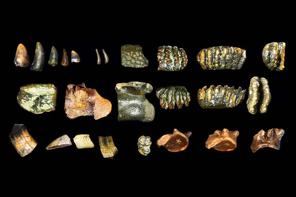 Fóssil de hominídeo de 140 mil anos é encontrado no fundo do mar