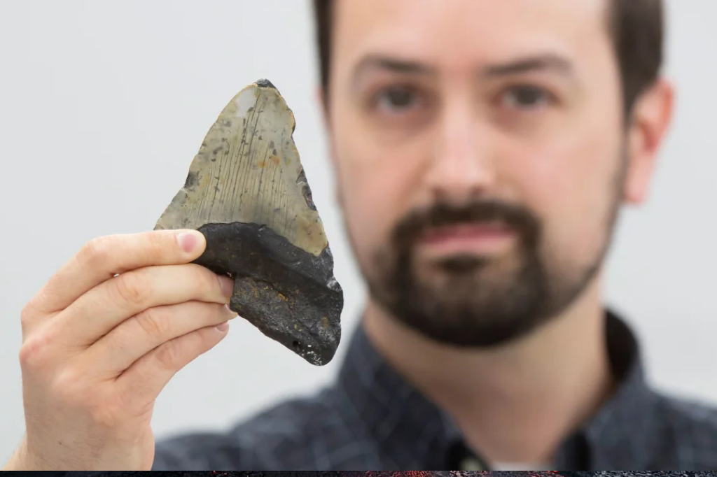 O que comiam os megalodontes, os gigantes tubarões pré-históricos?