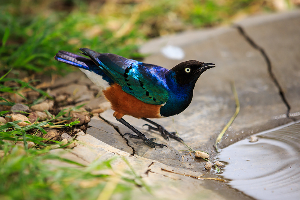 Pássaros podem manter laços parecidos com amizades, diz pesquisa