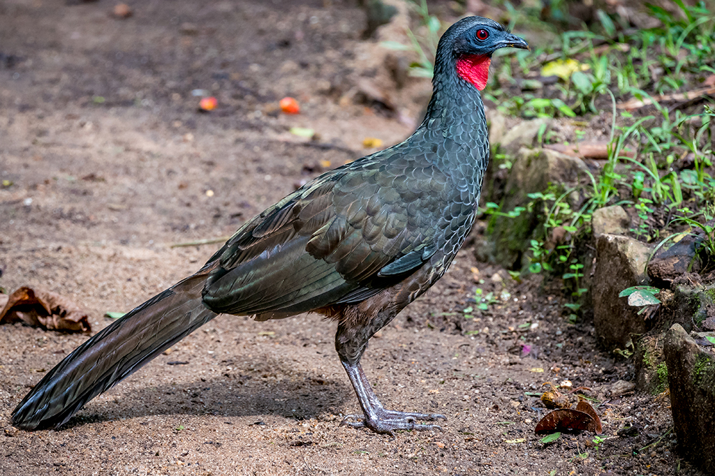 Café com cocô de pássaro? Conheça o café do jacu, produzido no Brasil