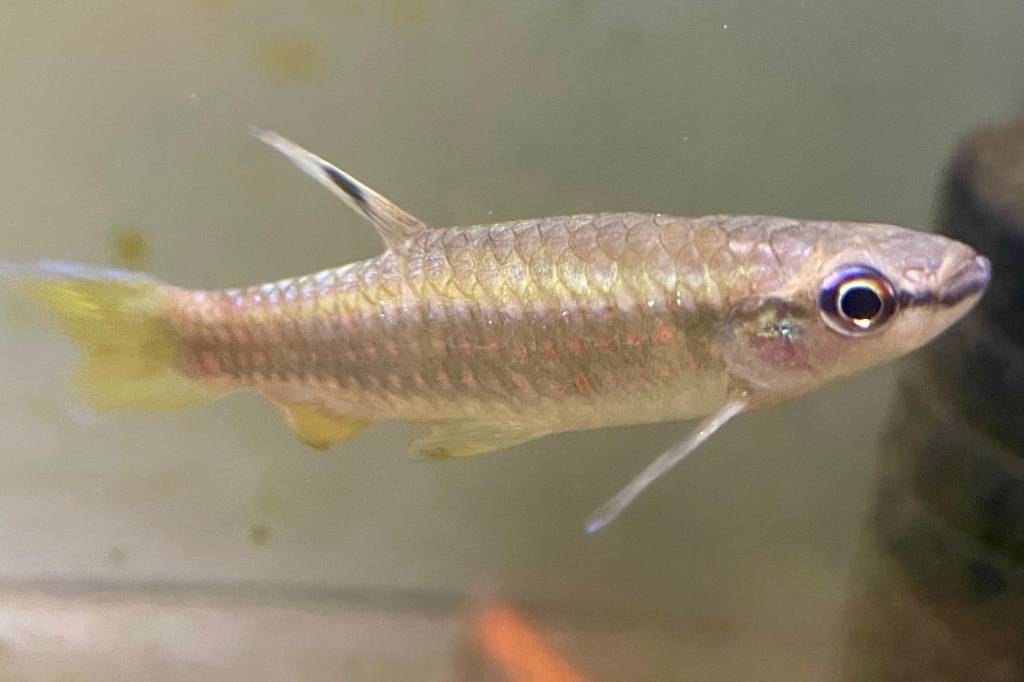 Peixe amazônico bota ovos fora da água e depois precisa regá-los