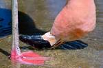 Fotografia de um flamingo chileno se alimentando em águas rasas.