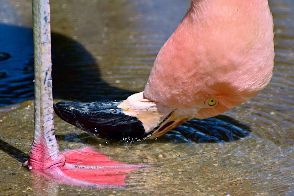 Flamingos fazem redemoinhos para caçar presas; veja vídeos