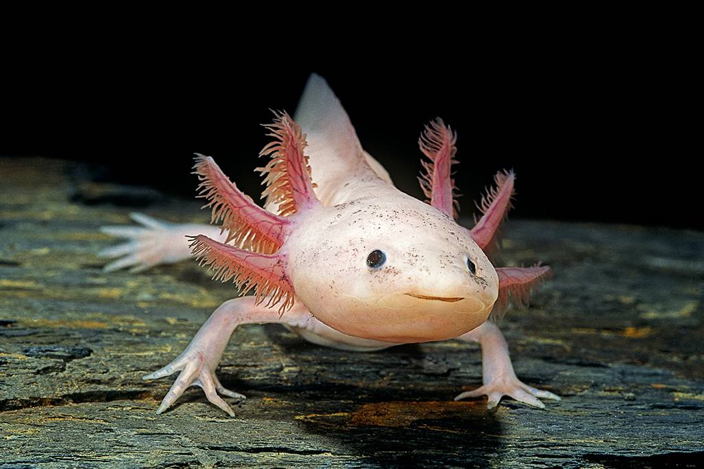 Pesquisa traz esperança para a volta dos axolotes à natureza