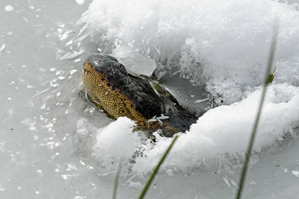 Para sobreviver ao inverno, esses jacarés viram “picolés” com focinhos para fora do gelo