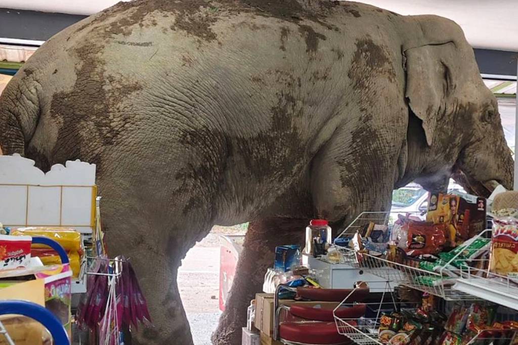 Elefante em busca de comida causa caos em mercado na Tailândia; veja vídeos