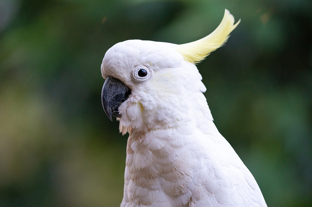 Essas cacatuas selvagens aprenderam a usar bebedouros em praças na Austrália