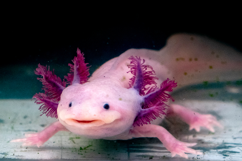 Axolote: cientistas descobrem como animal regenera seu corpo