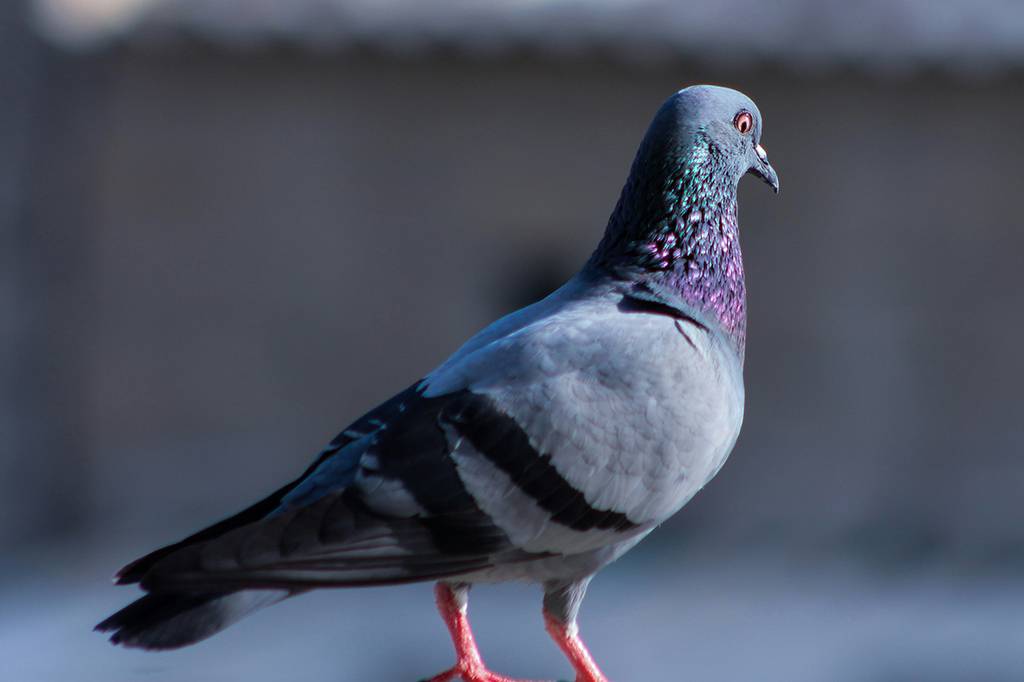 Espécies invasoras de fauna podem carregar silenciosamente bactérias resistentes