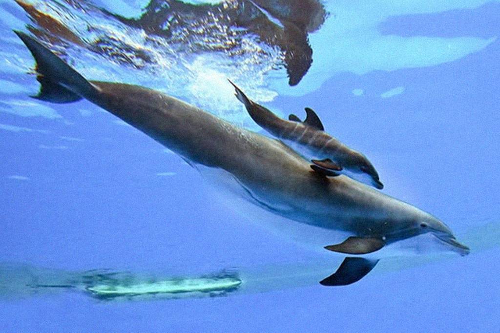 Vídeo registra momento exato em que golfinho dá à luz filhote em aquário; assista