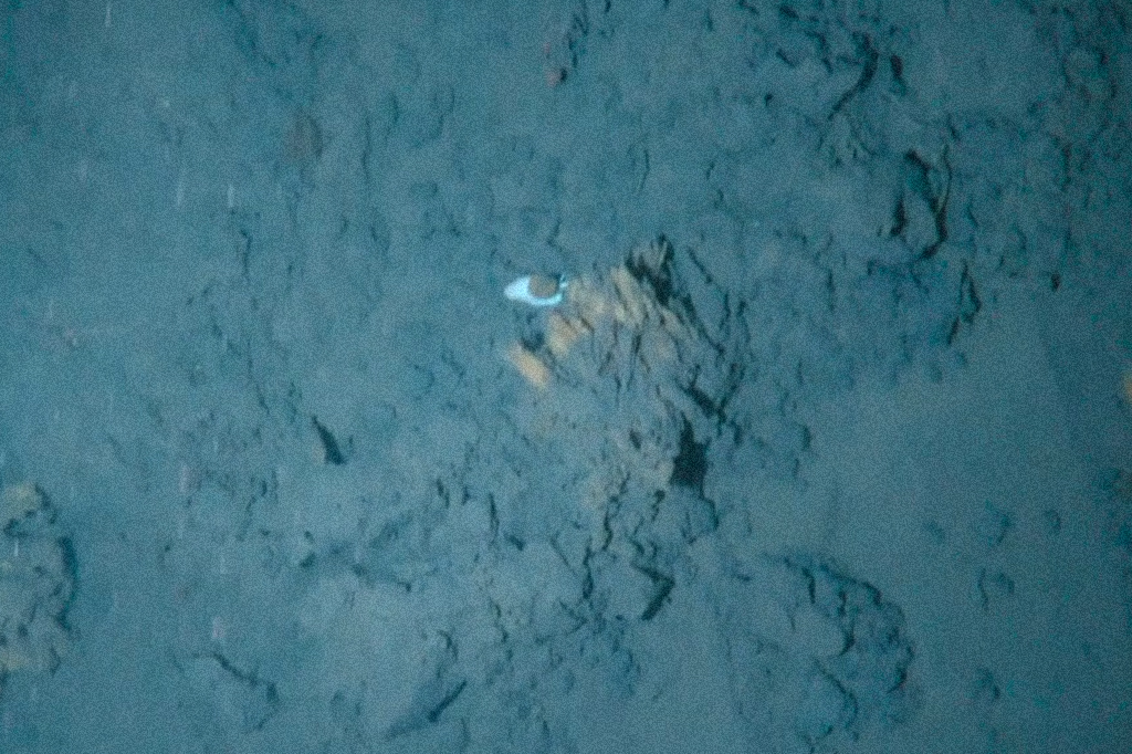 Âncoras estão causando danos à vida marinha da Antártida, revela estudo