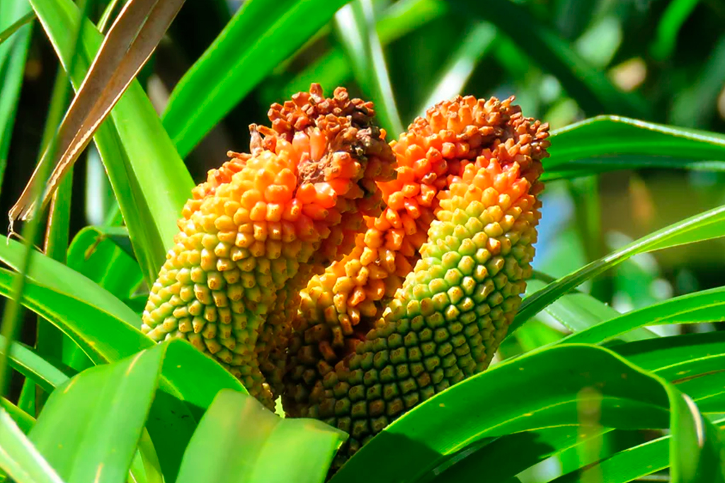 Ecossistema inédito criado por humanos está surgindo em ilha do Havaí