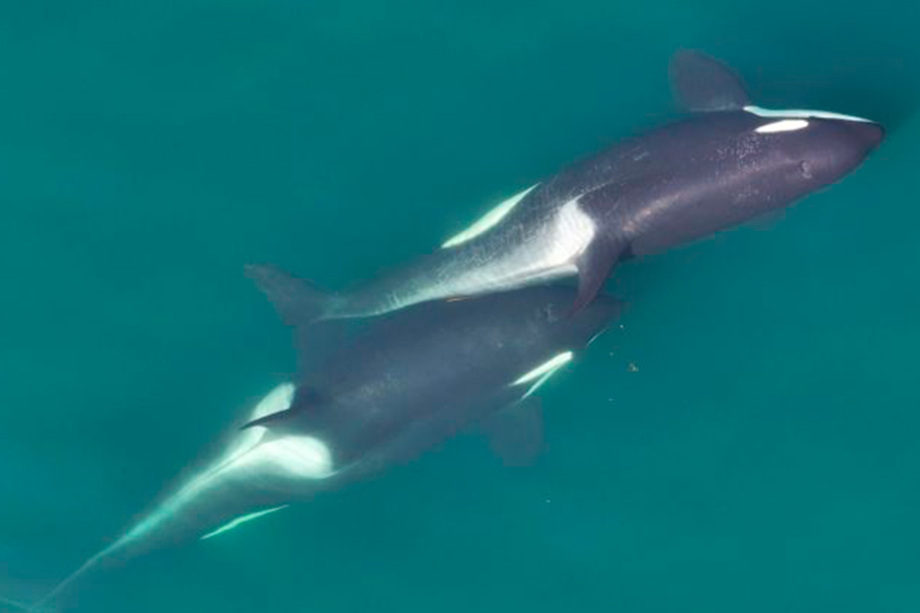 Fotografia de um par de orcas alokeling.