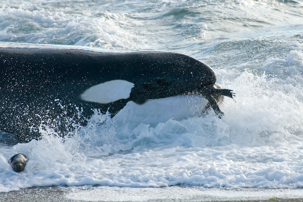 Orcas são filmadas oferecendo peixes a humanos. É presente ou manipulação?