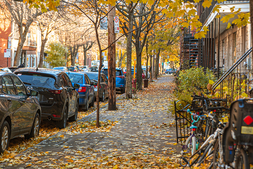 Árvores nas cidades fogem da seca bebendo água de canos com vazamento