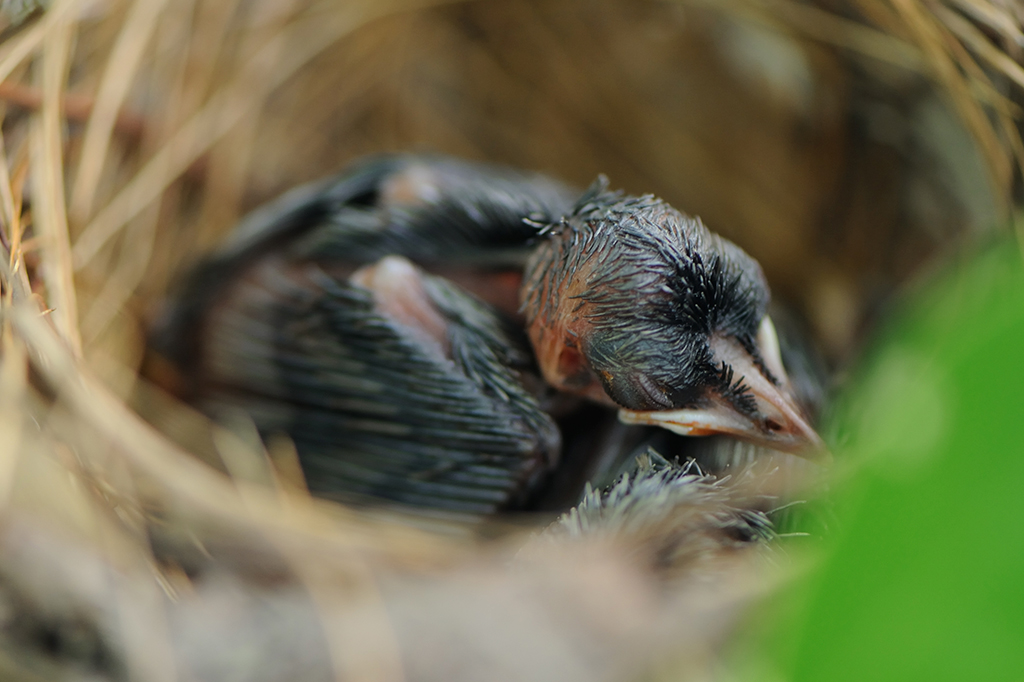 Como pássaros parasitas, sem pais, descobrem qual é sua espécie?