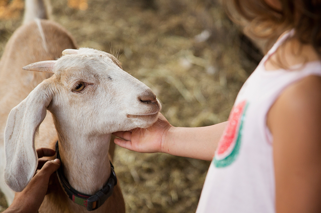 G.O.A.T: competição de comida vai definir qual é a melhor cabra