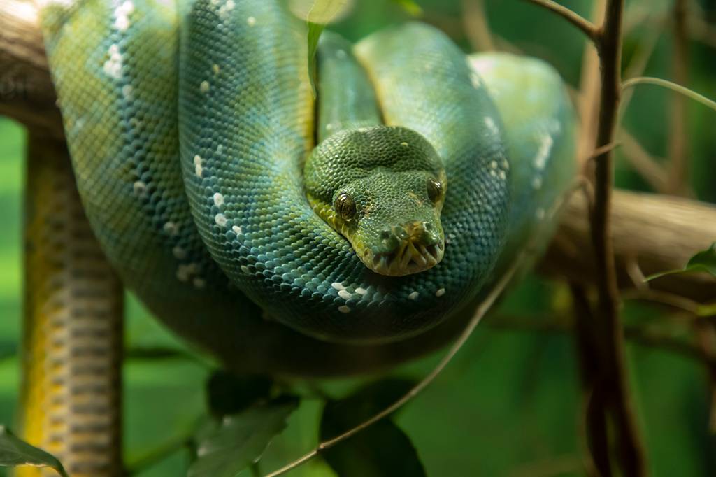Pítons têm célula especial que digere os ossos de presas