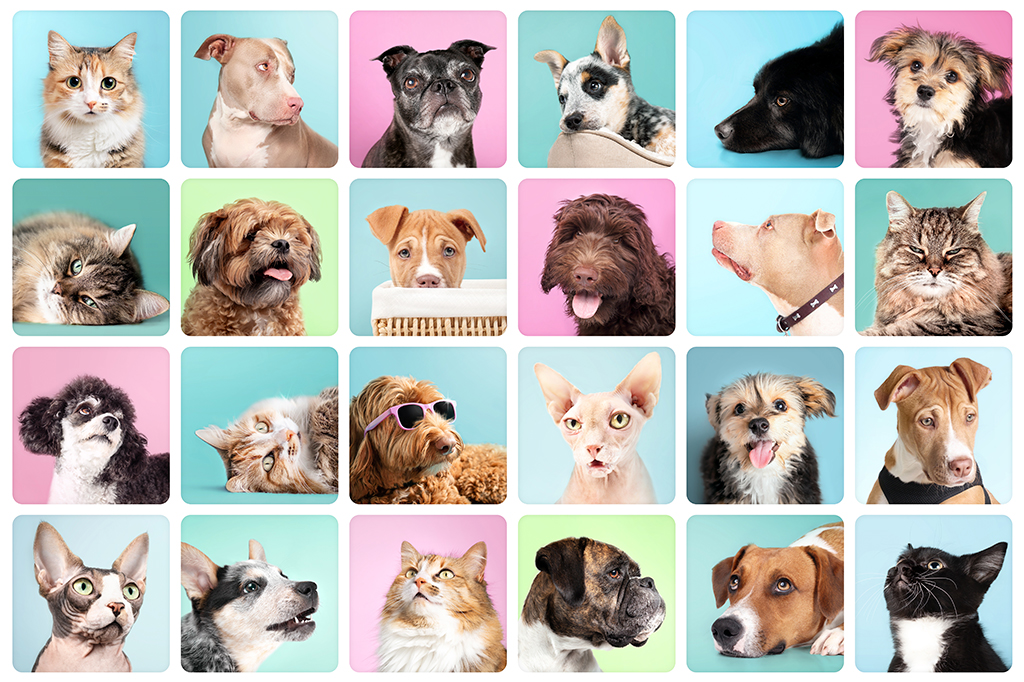 Ter um pet pode preservar funções cerebrais durante o envelhecimento