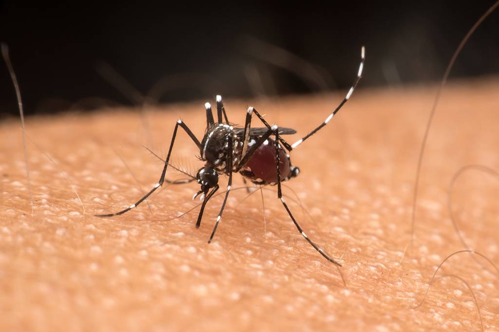 Vacina brasileira contra zika tem bons resultados em testes com camundongos