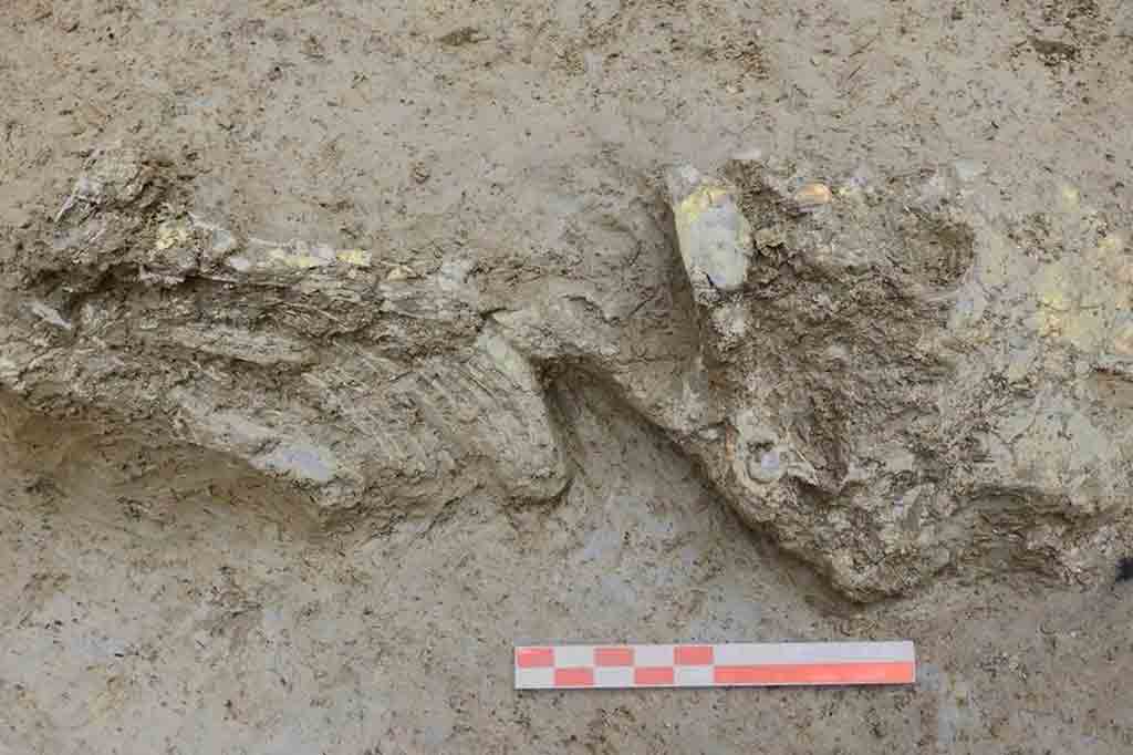 DNA revela origens surpreendentes de bebê da Idade do Cobre