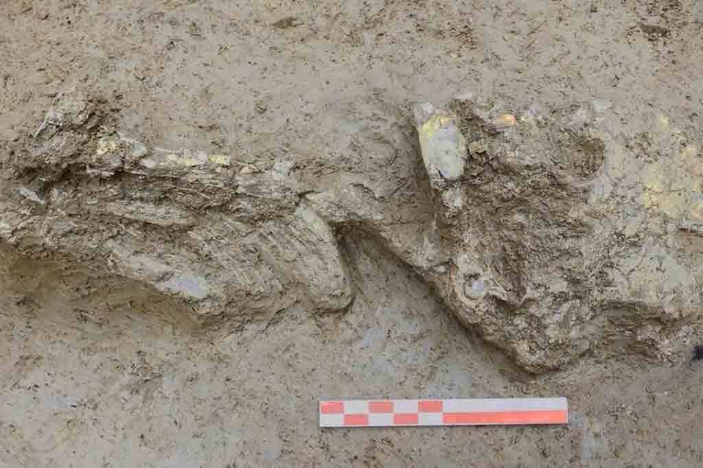 DNA revela origens surpreendentes de bebê da Idade do Cobre