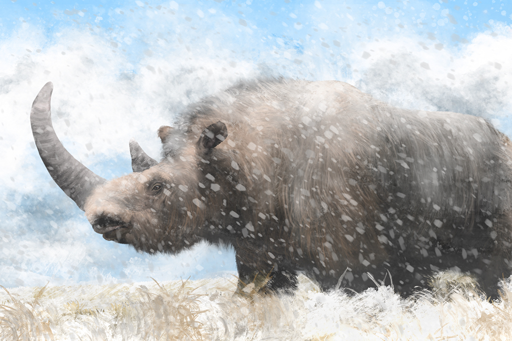 Proteínas de 24 milhões de anos são extraídas de dente de rinoceronte