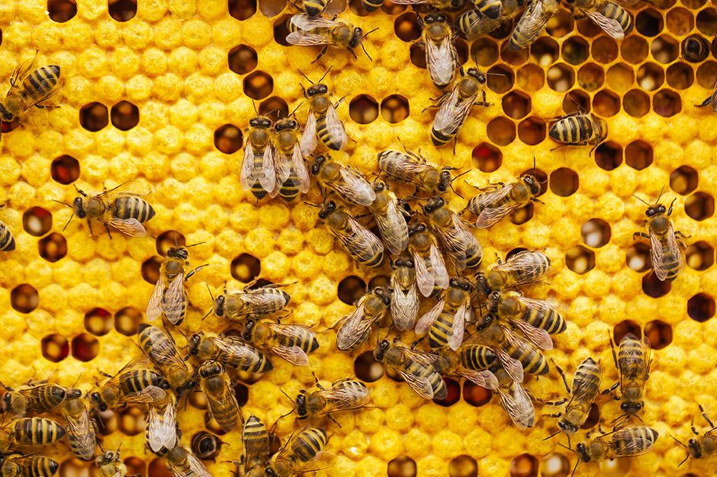 Em 2024, 60% das colônias de abelhas dos EUA morreram. Agora, os cientistas sabem por quê