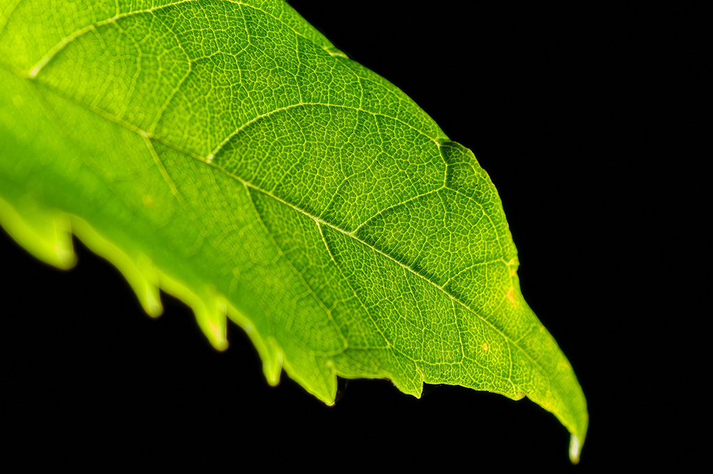 Pó feito de resíduos acelera o crescimento das plantas – e pode ajudar contra o desmatamento