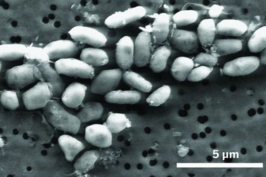Estudo da Nasa sobre bactéria que vive de arsênio é “despublicado” após 15 anos